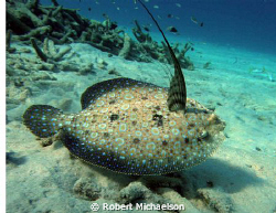 Peacock Flounder by Robert Michaelson 